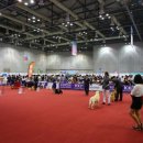 국제애견 이미지