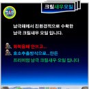 [아이러브안양][공동구매] 남극 크릴새우오일 공동구매 합니다 이미지