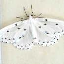 ＜디카시로 세상 읽기 -30＞ <b>나비</b>와 나방 / 강영식