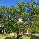 신효동 하귤나무 이미지