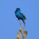 블루버드(Blue bird) 이미지