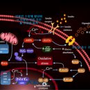 뇌졸중(뇌경색, 뇌출혈)의 진짜 원인과 해결법 ＜KBS생로병사의 비밀＞ 이미지