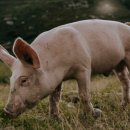 맛있는 족발 이미지