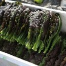 안진농장 이미지