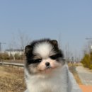 아르르펫 이미지