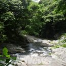 제주 안덕계곡 상록수림 이미지
