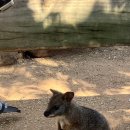 (주)야생 | 시드니 블루마운틴 투어 코스 후기 (페더데일 동물원, 야생 앵무새, 로라 마을 맛집 일정 정리)