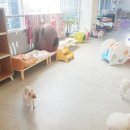 한강펫케어센터
