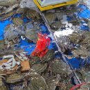 대우수산 | 수원 농수산물 시장 대우수산 내돈내산 후기 / 인어교주해적단