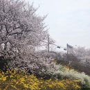 빛고을유치원 | 광주벚꽃명소, 벚꽃맛집 광주천, 광주남구벚꽃명소, 운천저수지개화상황(26.04.11),동천마을,지산유원지
