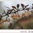 봄비를 맞으며 피어난 당매자나무꽃, 황매화, 흰제비꽃, 서양민들레 이미지