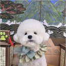 멍멍친구 애견샵 이미지