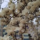 괴재 | 한남금북정맥 05구간 좌구산(座龜山 658) 210327