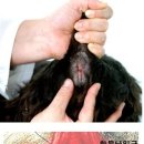 백석동물병원 이미지