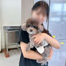 정애견미용학원 진해점 실습 현장, 견종별 스타일링 과정을 직접 배우는 시간