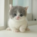 순한고양이 이미지