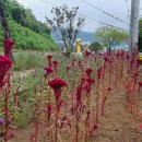 벌교숲공원 이미지