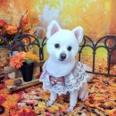 댕댕아야옹 이미지