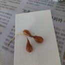 사랑초구근 루나할로 이미지