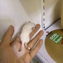 햄스터 분양 햄스터월드 이미지