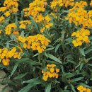 시베리안 월 플라워(Erysimum × allionii) 이미지