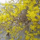 봄이오네 이미지