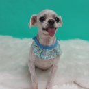 #the예쁘개 이미지