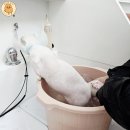 달서구 유천동 대구 고양이 미용 강아지 무마취 애견미용 뽀솜뽀솜