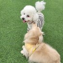 펫뛰뛰 | 경산 애견운동장 독독개세요 댕댕이를 배려한 환경까지