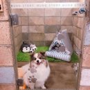 멍스토리 이미지