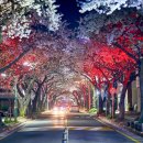 성산구 ⓒ-28 | [공지] [2026 제주 꽃구경 총정리] 4월 5월 6월 꽃 시즌 완벽 정리🫶