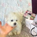 글로리 폭스 꼬똥 이미지