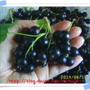 와우농장 이미지