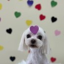 아가펫살롱 이미지