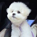 뭉탱이 | 강북구 강아지분양 멍가네 미니 비숑프리제 '뭉탱이' 분양후기 -