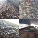 종철농장 이미지