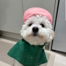 우리동네육개장 Daum카페
