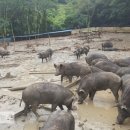 대덕농장1 이미지