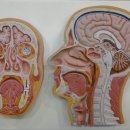 대구코앤키한의원 이미지