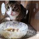 다나은동물약국 이미지