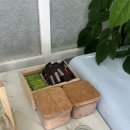 로앤미붙임머리