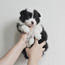 버디독 강아지분양 안심분양센터 서울 영등포점 이미지