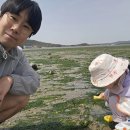 [리뷰] 화성 백미리 어촌체험마을 조개캐기! 아이와 갯벌 트랙터 타고 인생 첫 체험 성공 후기