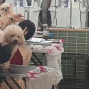 그루밍 플래너 이미지