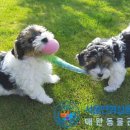 함께 뛰노는 스포츠 이미지