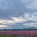 나리 | 🌸 양주 나리공원 축제 후기, 10월 가을꽃나들이 일정 추천