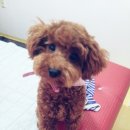 멍멍's 패밀리 이미지