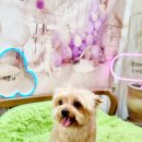 몽띠아모 이미지