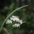 장미의 집 이미지