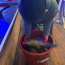 낭만물고기 이미지